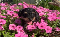 Schnoodle dogs for sale: Isaiah - Image 9