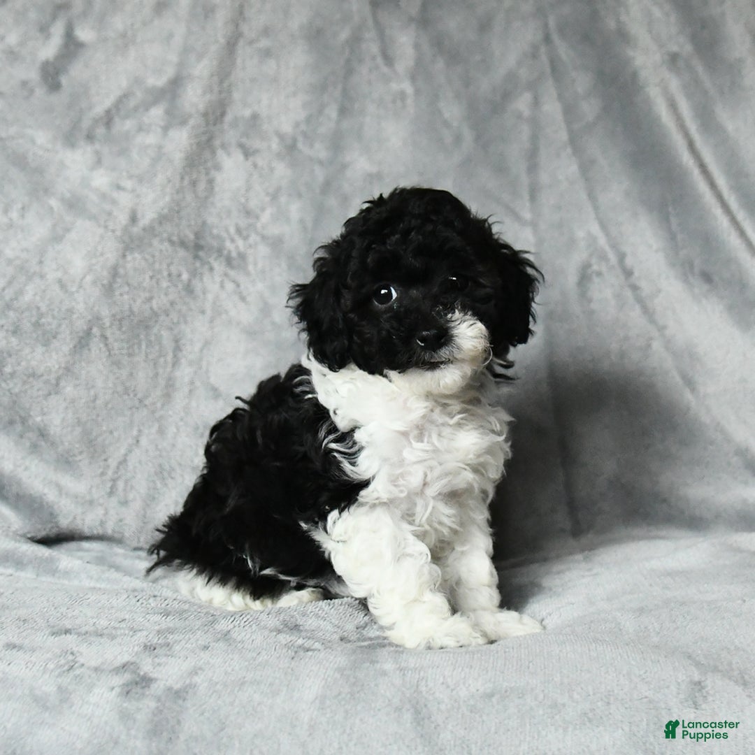 Toy Poodle dogs for sale: Coconut - Image 4