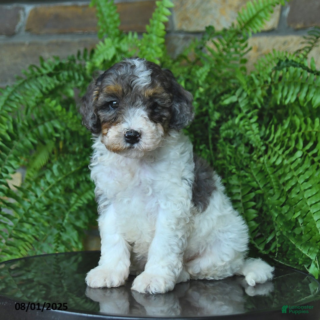 Mini Aussiedoodle dogs for sale: Connor - Image 3