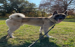 categoriesInfo:categoryAttributeOptions.pets.dogs.breed.akita dogs for sale: Champ - Image 44