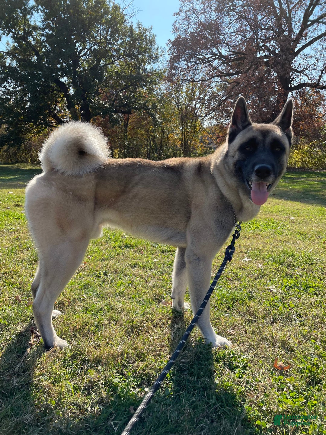 categoriesInfo:categoryAttributeOptions.pets.dogs.breed.akita dogs for sale: Champ - Image 44