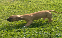 American Pit Bull Terrier dogs for sale: Pincess - Image 25