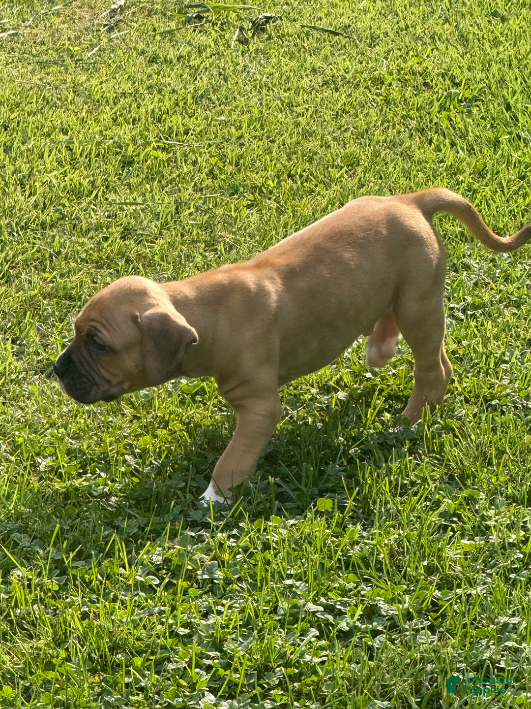 American Pit Bull Terrier dogs for sale: Pincess - Image 25