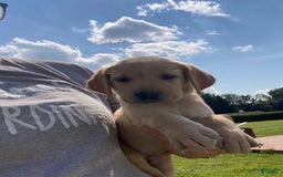 Labrador Retriever dogs for sale: Martha - Image 1
