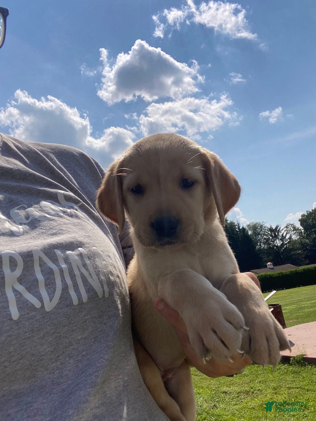 Labrador Retriever dogs for sale: Martha - Image 1