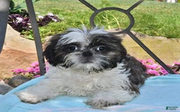 Shih Tzu dogs for sale: Spencer - Image 3