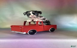 Frenchton dogs for sale: Cash Blue Eye Dna Clear - Image 4