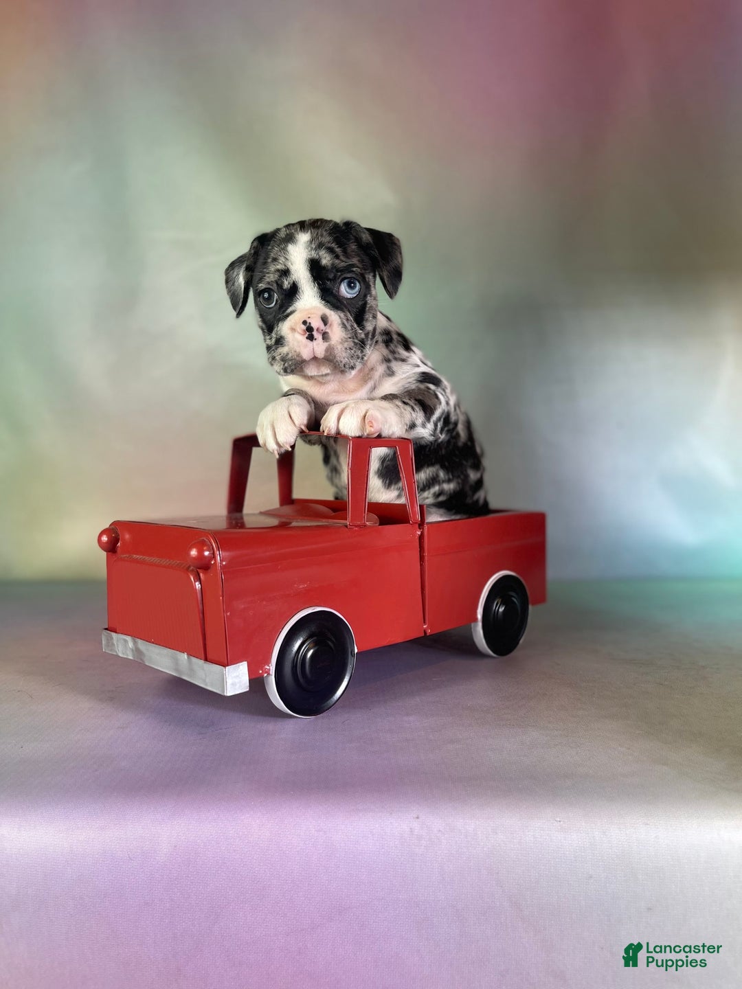 Frenchton dogs for sale: Cash Blue Eye Dna Clear - Image 4