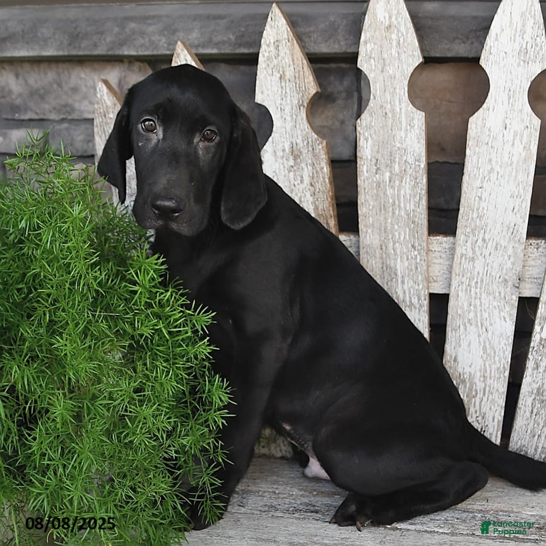 Labrador Retriever dogs for sale: Connor - Image 5