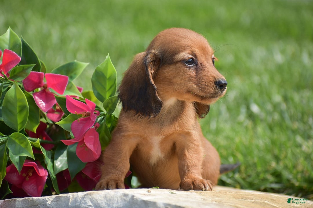 Miniature Dachshund dogs for sale: Diana - Image 3