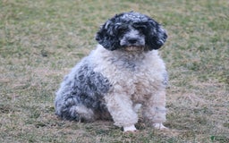 Cockapoo dogs for sale: Jordan - Image 4