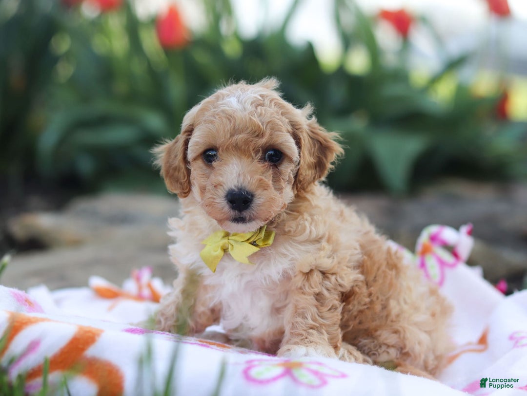 Miniature Poodle dogs for sale: Jazz - Image 6