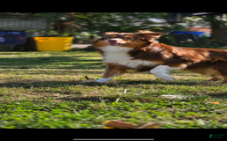 Australian Shepherd dogs for sale: Miss Cutie Pie - Image 6