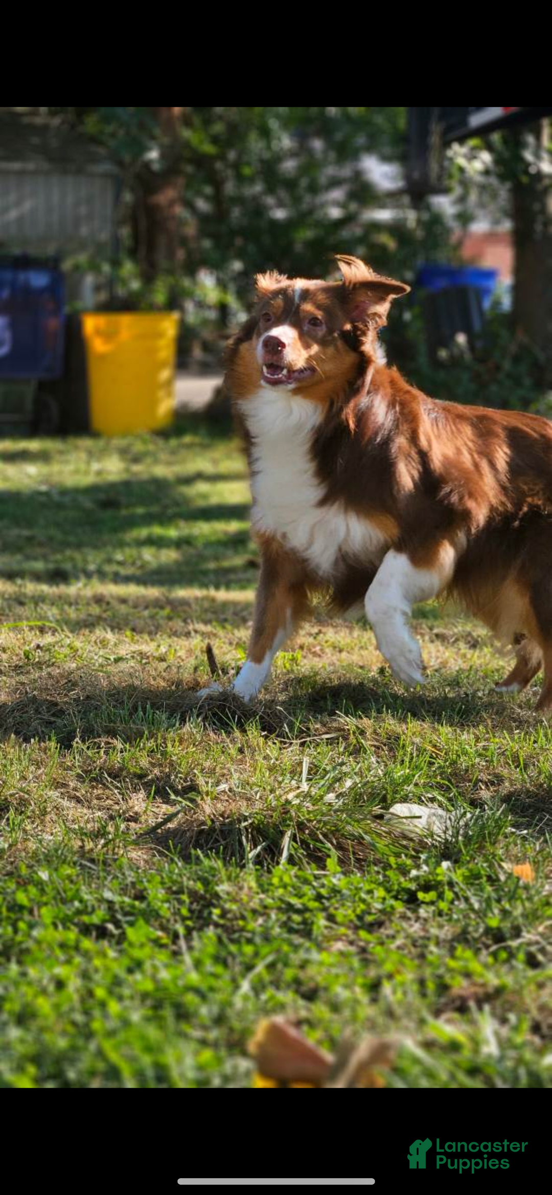 Australian Shepherd dogs for sale: Miss Cutie Pie - Image 6