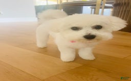 Bichon Frise dogs for sale: Zoe - Image 5