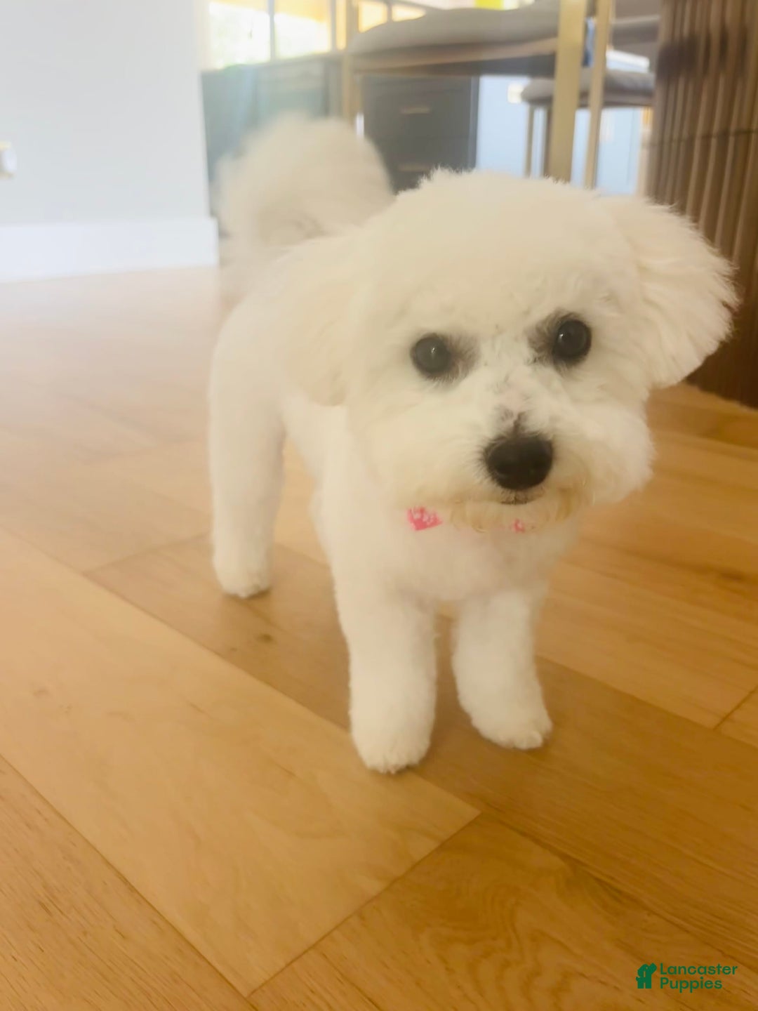 Bichon Frise dogs for sale: Zoe - Image 5