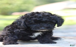 Miniature Poodle dogs for sale: Toby - Image 2