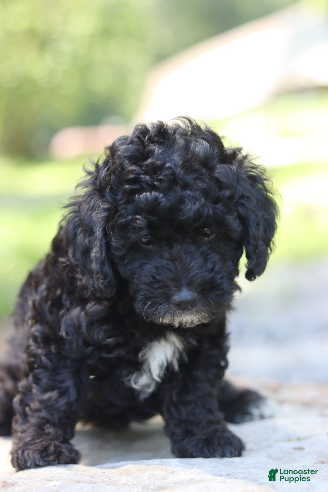 Miniature Poodle dogs for sale: Toby - Image 2