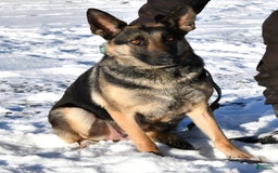 German Shepherd dogs for sale: Dahlia - Image 4