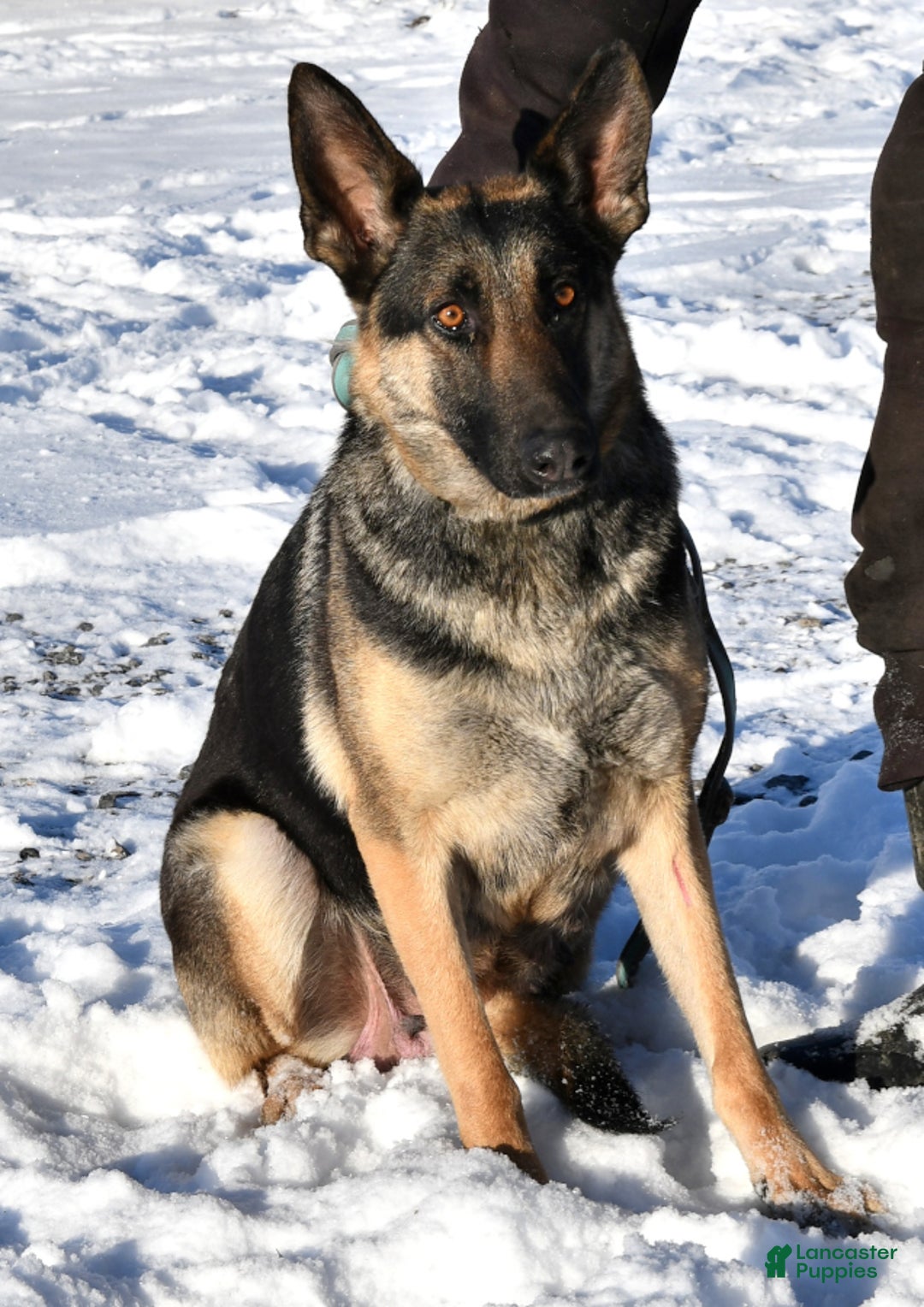 German Shepherd dogs for sale: Dahlia - Image 4