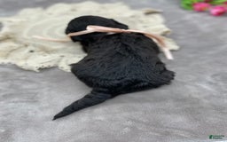 Portuguese Water Dog dogs for sale: Luna - Image 1