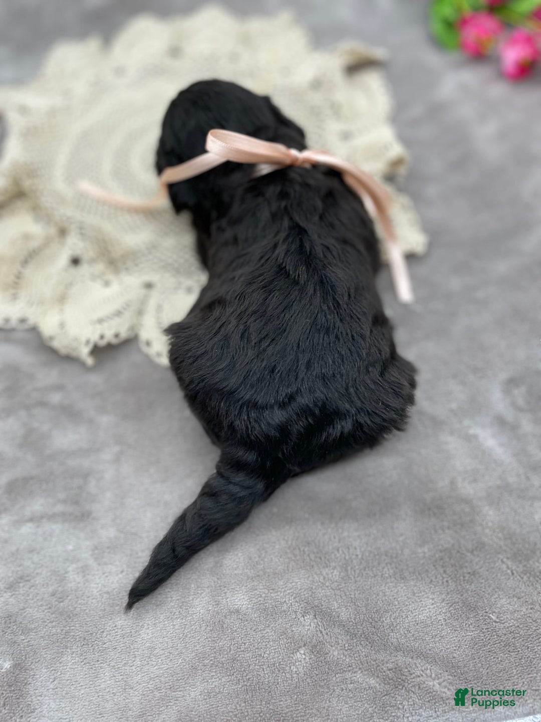 Portuguese Water Dog dogs for sale: Luna - Image 1
