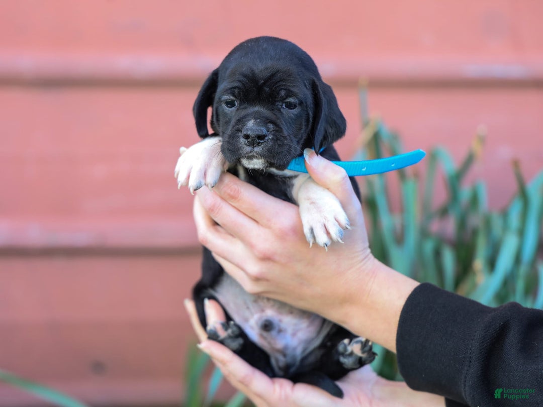 Walker Hound dogs for sale: Venjamin - Image 3
