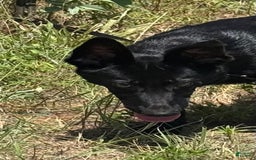 German Shepherd dogs for sale: Jaydah - Image 7