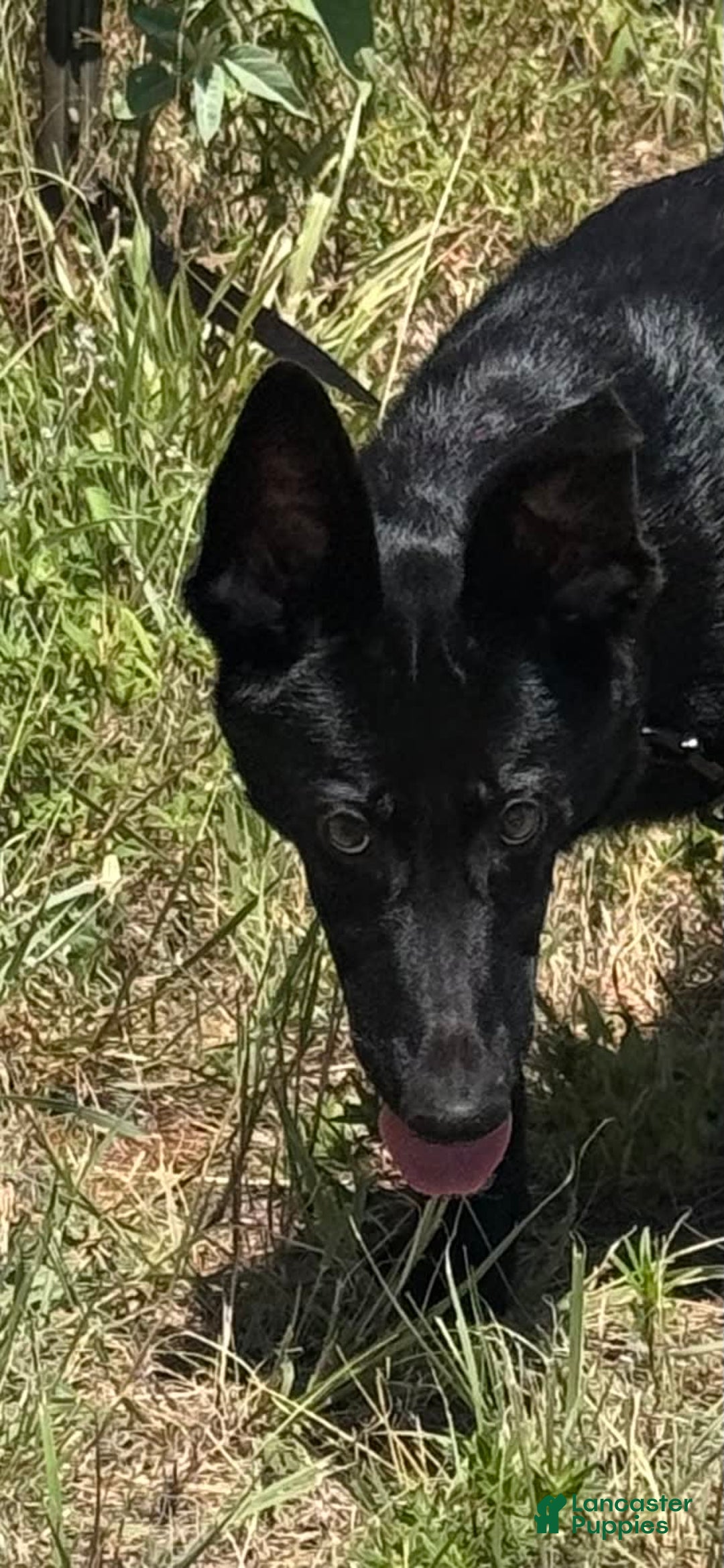 German Shepherd dogs for sale: Jaydah - Image 7