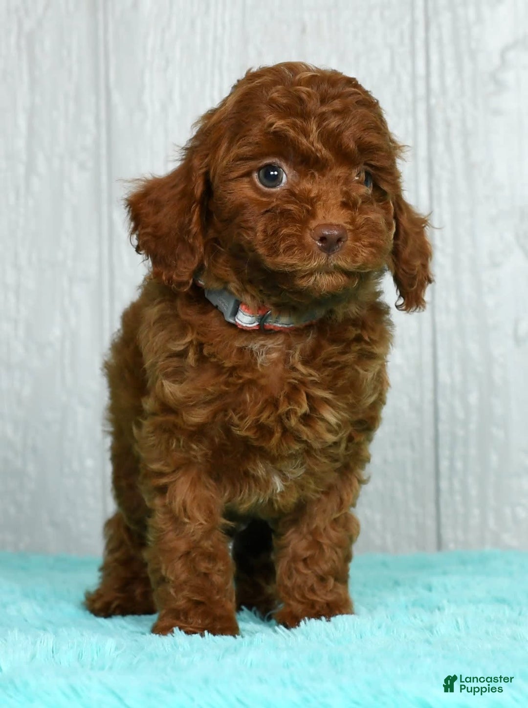 Cavapoo dogs for sale: Bobby - Image 7