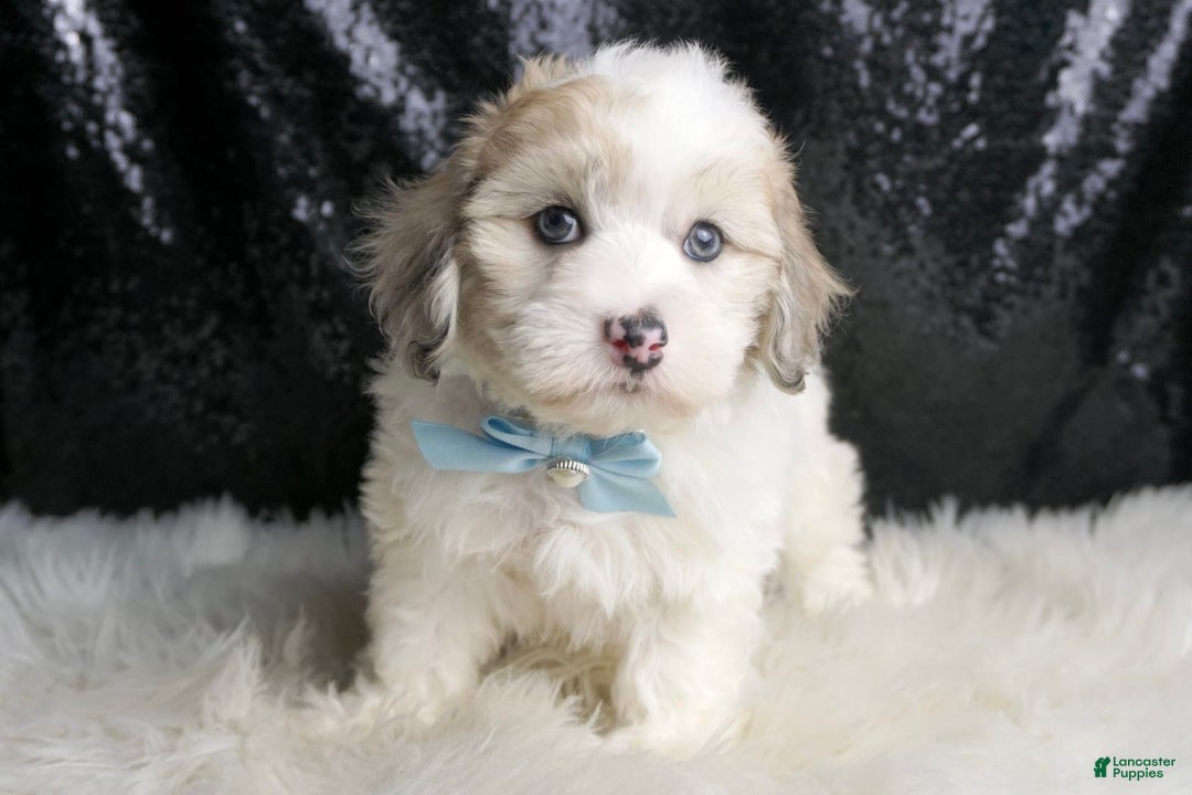 Maltipoo dogs for sale: Happy - Image 4