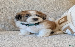 Saint Berdoodles dogs for sale: Roxy Mini Saint Berdoodle - Image 6