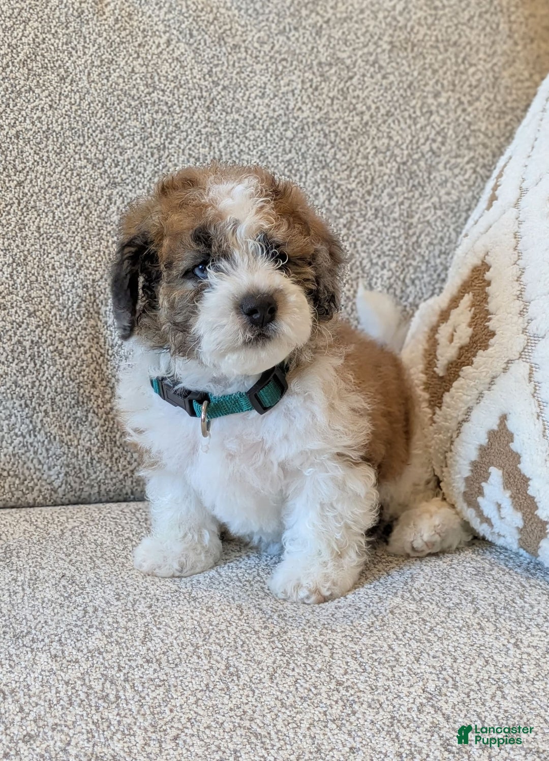 Saint Berdoodles dogs for sale: Roxy Mini Saint Berdoodle - Image 6