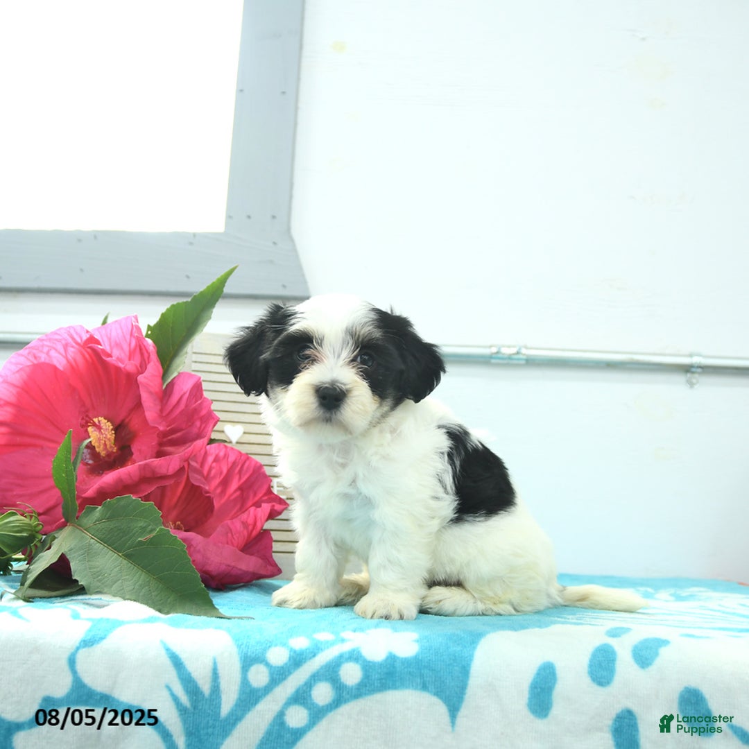 Havanese dogs for sale: Nora - Image 3