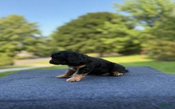 Cavalier King Charles Spaniel dogs for sale: Ryan - Image 1