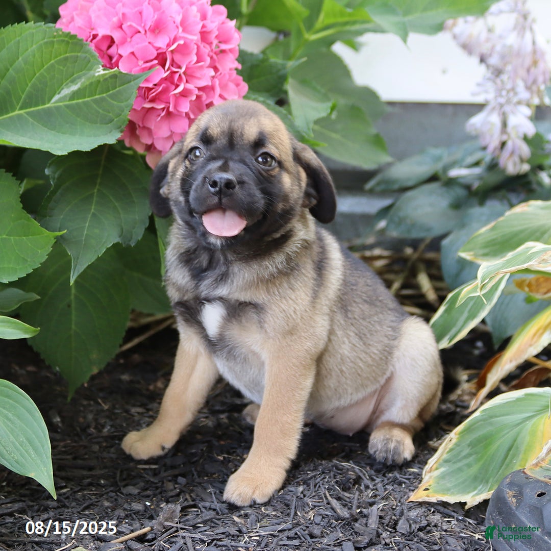Pug dogs for sale: Penny - Image 4