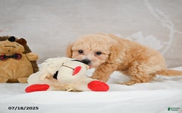 Bichpoo dogs for sale: Dillon - Image 9