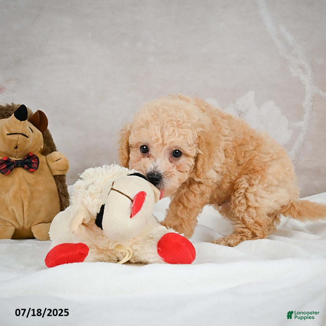 Bichpoo dogs for sale: Dillon - Image 9