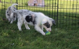 Border Collie dogs for sale: Lance - Image 3