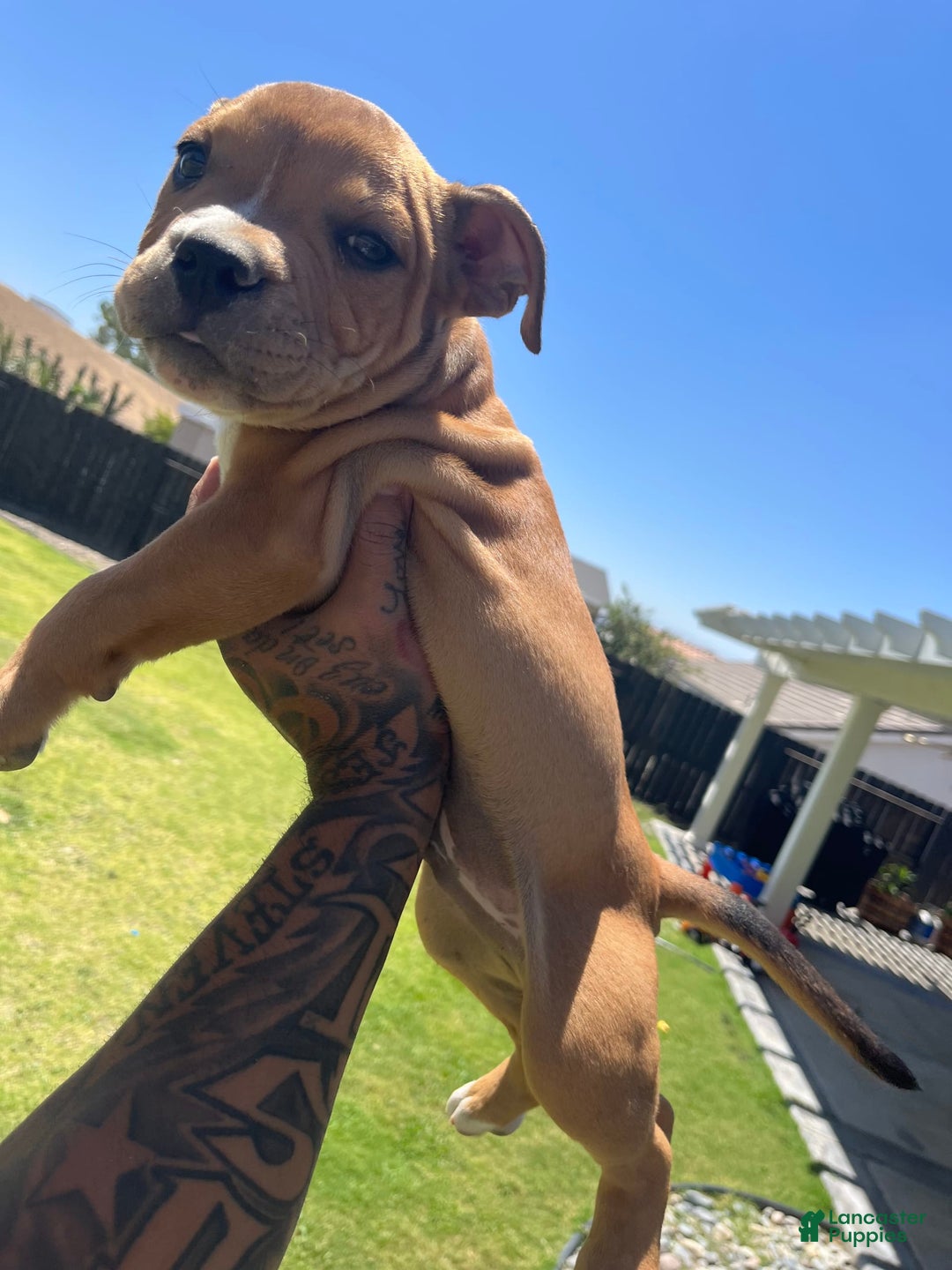 American Bully dogs for sale: Cane - Image 1