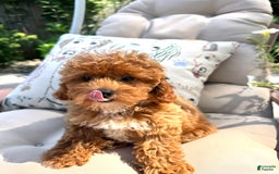 Cavapoo dogs for sale: Cavapoo 2 puppies - Image 7