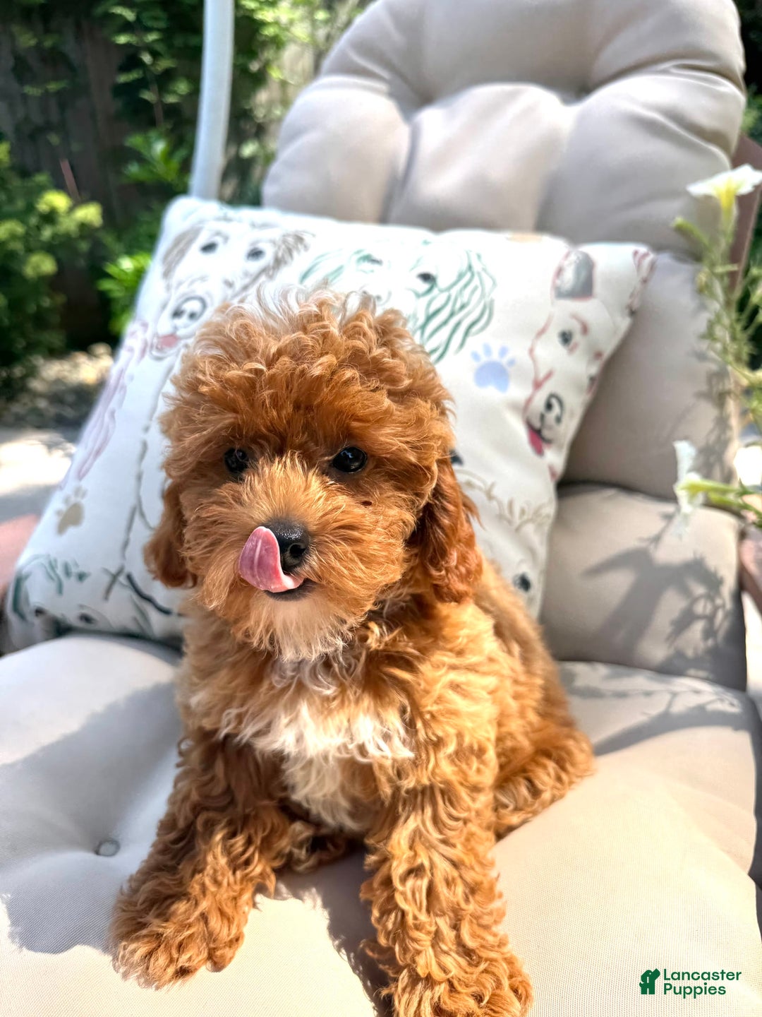 Cavapoo dogs for sale: Cavapoo 2 puppies - Image 7
