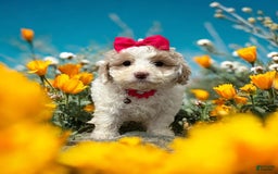 Cavapoo dogs for sale: Cannoli - Image 10