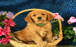 Golden Retriever dogs for sale: Linda - Listing for pets: Lilly, Linda, Lizzy, Lex, Ludwig - Image 3