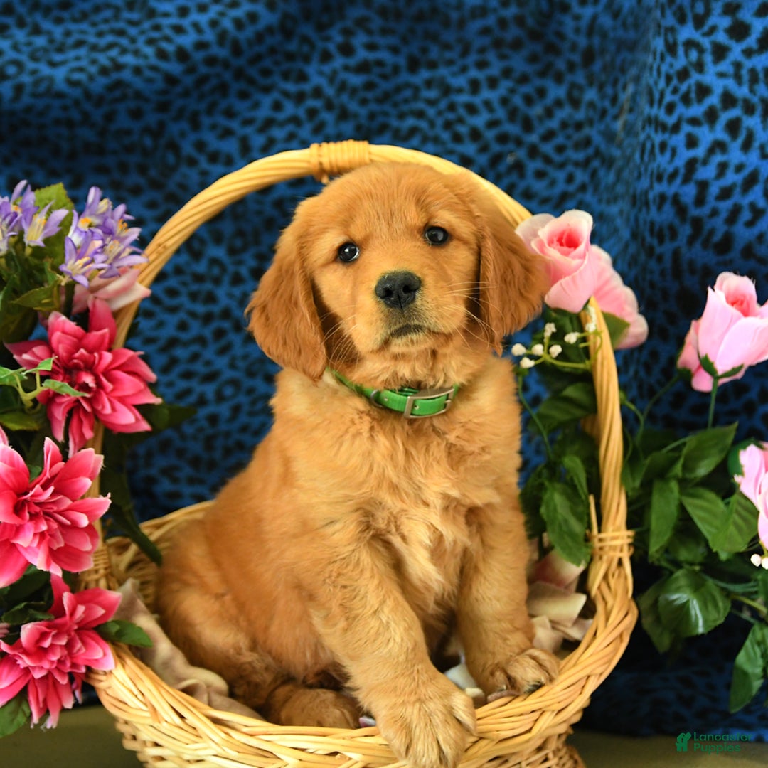 Golden Retriever dogs for sale: Linda - Listing for pets: Lilly, Linda, Lizzy, Lex, Ludwig - Image 3
