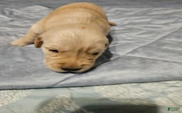 Golden Retriever dogs for sale: Winston - Image 3