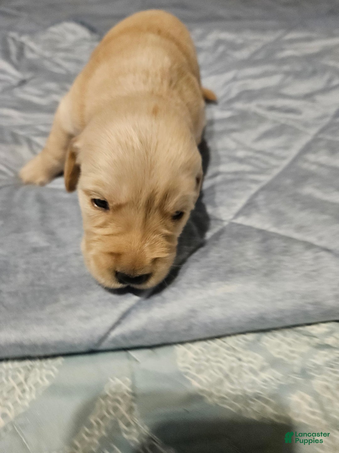 Golden Retriever dogs for sale: Winston - Image 3