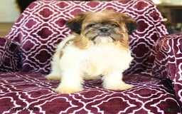 Shih Tzu dogs for sale: Scott - Image 9