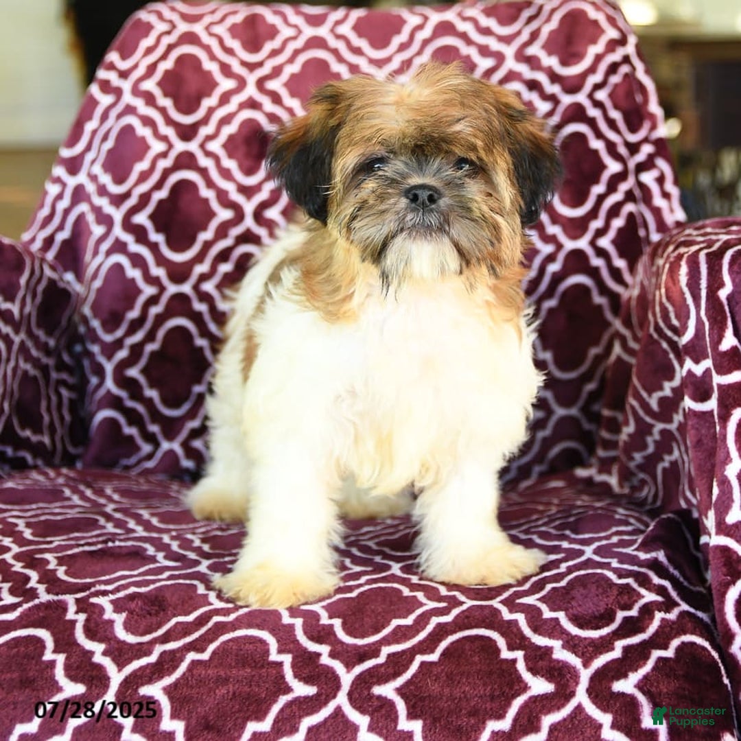 Shih Tzu dogs for sale: Scott - Image 9