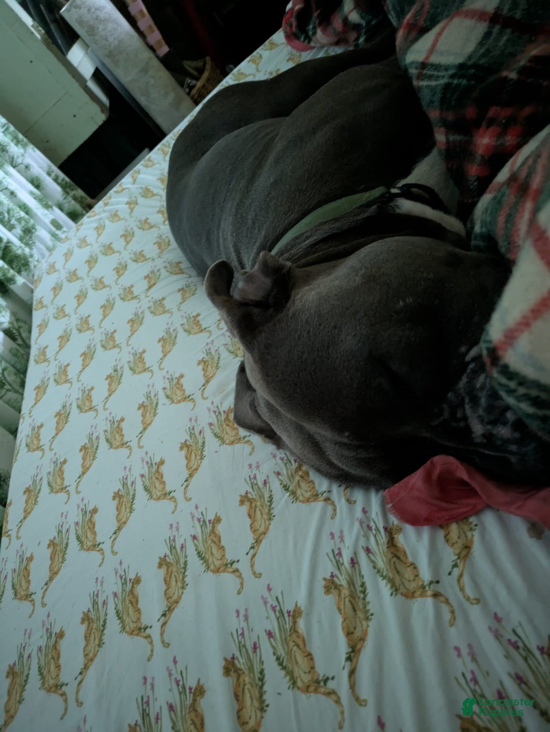 American Pit Bull Terrier dogs for sale: Ham Samy - Image 4